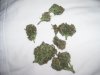 100_3896.jpg