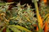 AsianHaze-NewB26.jpg