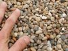 Pea_gravel.jpg