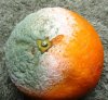 green mold1.jpg