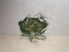 green mold 2.jpg
