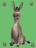 donkey.jpg