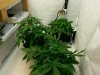 Tri-seed day 44.jpg