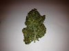 Fruitebud1.jpg