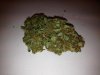 Fruitebud1a.jpg