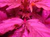 DSC01762.jpg