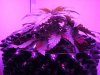 DSC01800.jpg
