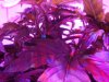 DSC01799.jpg
