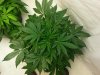 G13 D50.jpg