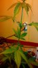 candykush.jpg candykush.jpg