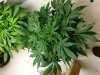 G13 D54.jpg