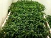 Blue Amnesia xxl D54.jpg