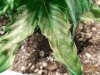 WW veg problem 002.jpg WW veg problem 002.jpg