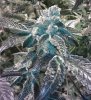 BC_Bud_Depot_Girl_Scout_Cookies_1024x1024.jpg