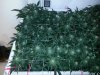 Blue Amnesia 1 D60.jpg