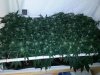 Blue Amnesia tbl D60.jpg