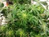 G13 Afghan Kush D60.jpg