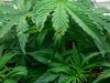 strange leaf 001.jpg
