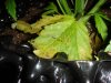 DSC01905.jpg