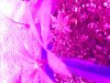 IMG_1109.jpg