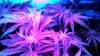 WEED LOL.jpg