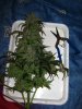 esdk 1st chop 005.jpg