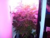 DSC01976.jpg