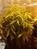 Cream of the cash crop 6 weeks 5 days.jpg