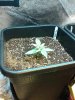 Cheese candy 11 days.jpg