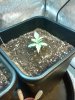 C of the crop 11 days.jpg