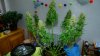DSC07758.jpg