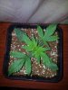 Candy Kush Trainwreck Spear Cola Pheno Day 9 (3).jpg