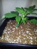 Candy Kush Tw Dom. Day 9  (1).jpg