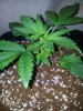 Candy Kush Tw Dom. Day 9  (2).jpg