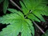 Candy Kush Trainwreck Spear Cola Pheno Day 9 (2).jpg