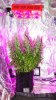 DSC07794.jpg