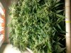 Blue Amnesia xxl D72.jpg