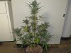 IMG_4627 - Copy.jpg