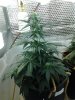 6 Auto Lemom Haze - Week 5.jpg