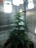7 Auto Sweet Train Wreck - Week 5.jpg