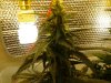 9 Auto Lemon Haze - Week 6.jpg