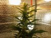 10 Auto Sweet Train Wreck - Week 6.jpg