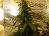 12 Auto Lemon Haze - Week 7.jpg