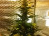 13 Auto Sweet Train Wreck - Week 7.jpg