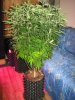 OUTLAW B4 SCROG3.jpg