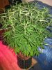 OUTLAW B4 SCROG (2).jpg