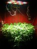 OUTLAW UNDER SCROG.jpg
