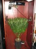 ScrogTheOutlaw 009.jpg