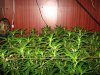 ScrogTheOutlaw 005.jpg