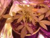 Heavyweight 1 Day 19.jpg